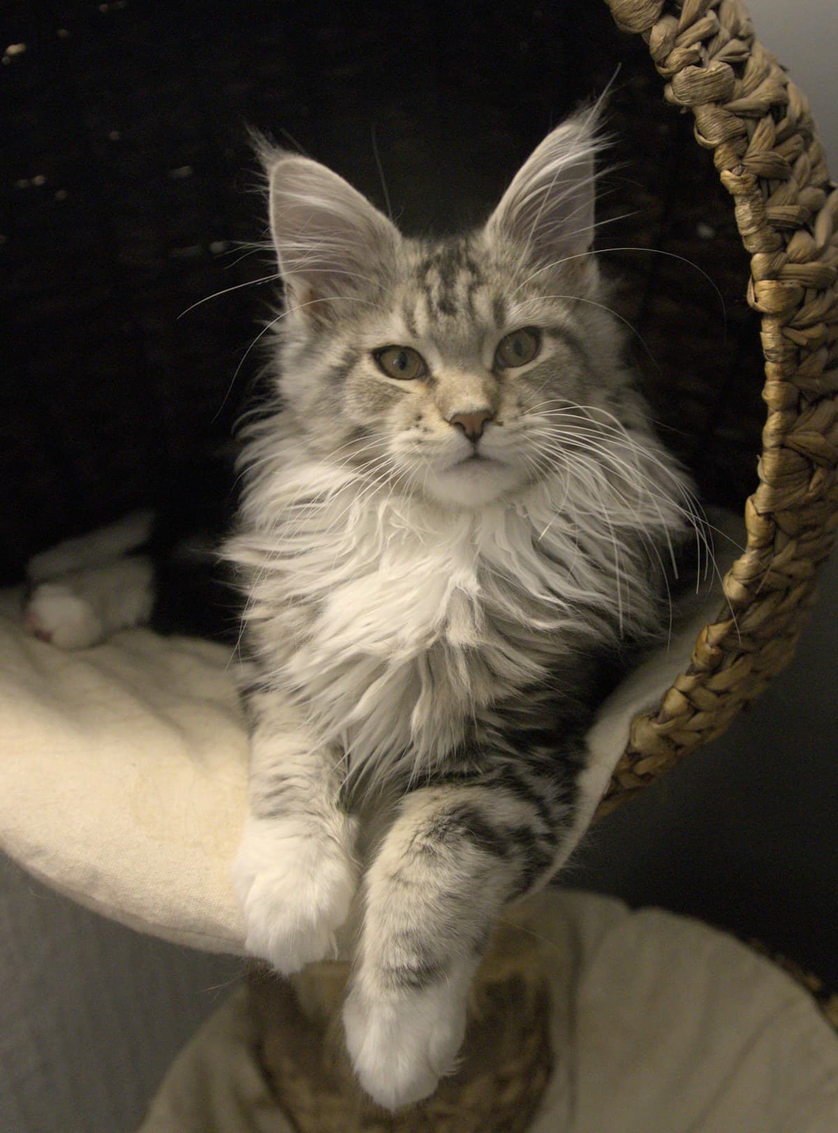 Biscuit, a Cream tabby Maine Coon kitten