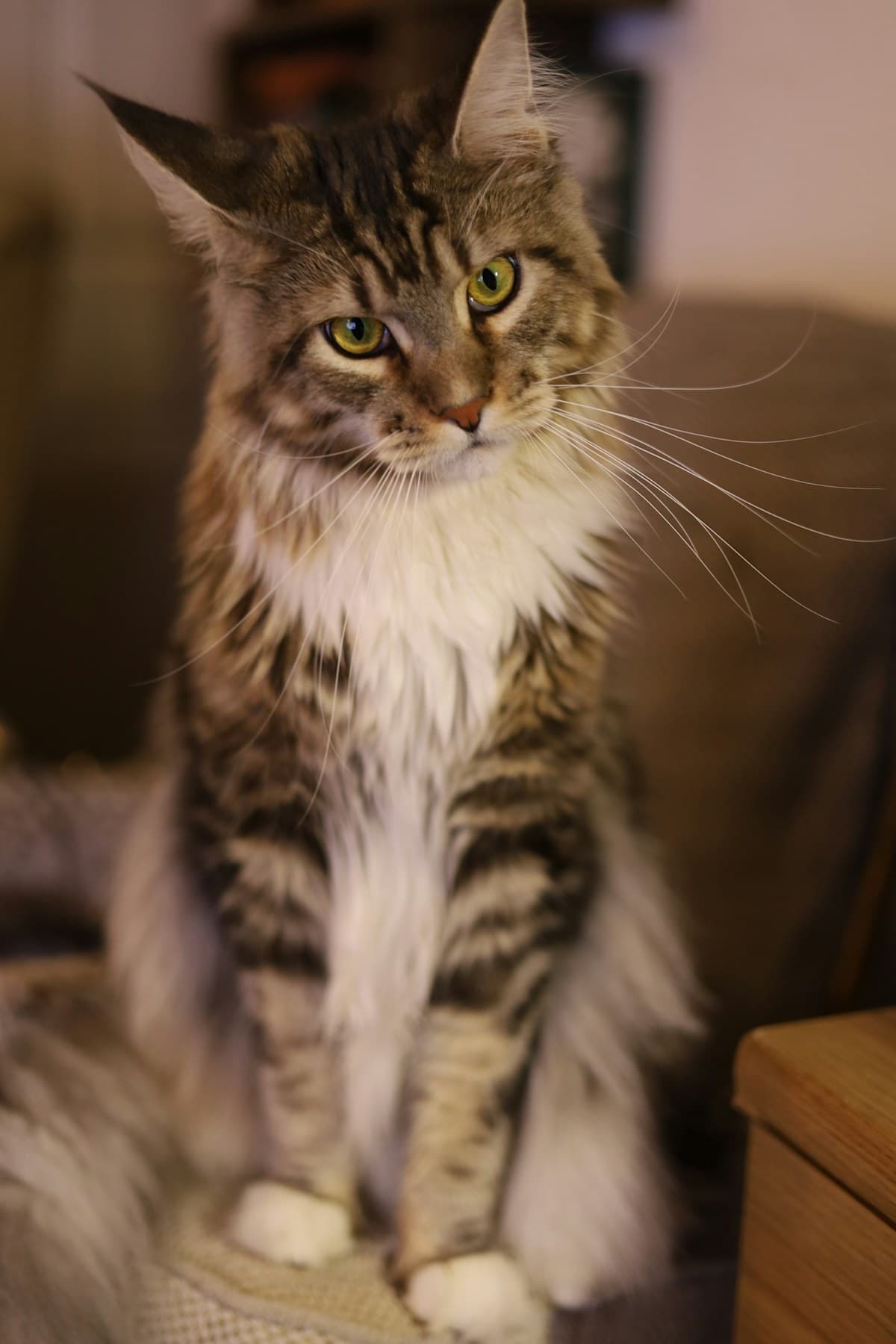Mochi, a Silver tabby Maine Coon kitten